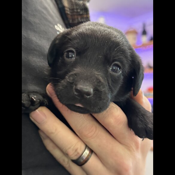Labrador Retriever - Both