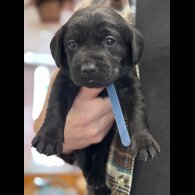 Labrador Retriever - Both