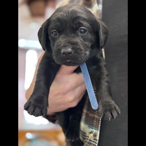 Labrador Retriever - Both