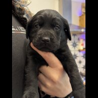 Labrador Retriever - Both