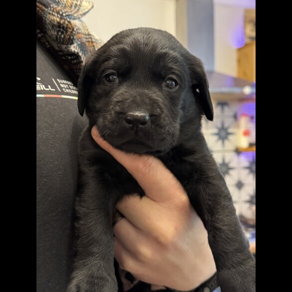 Labrador Retriever - Both