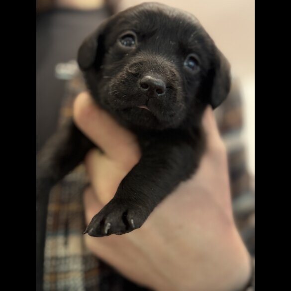 Labrador Retriever - Both