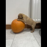 Labrador Retriever - Both