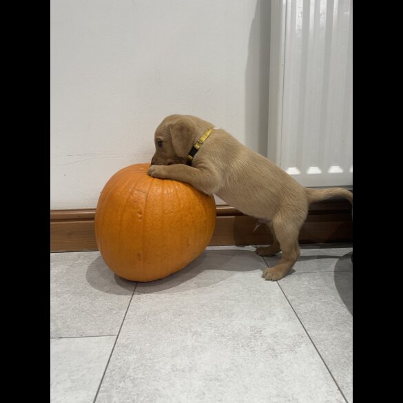 Labrador Retriever - Both