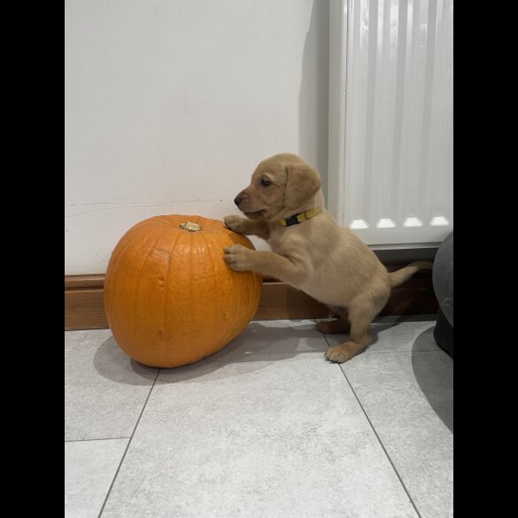 Labrador Retriever - Both