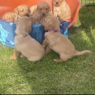 Labrador Retriever - Both