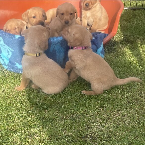 Labrador Retriever - Both
