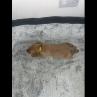 Labrador Retriever - Both