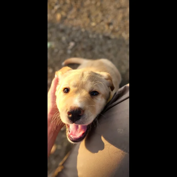 Labrador Retriever - Both