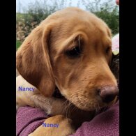 Labrador Retriever - Both