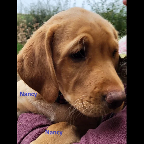 Labrador Retriever - Both
