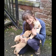 Labrador Retriever - Both
