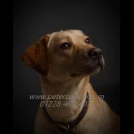 Labrador Retriever - Both