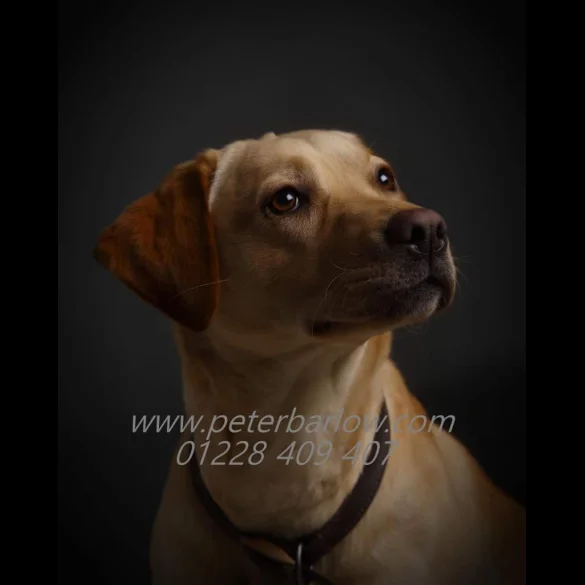 Labrador Retriever - Both