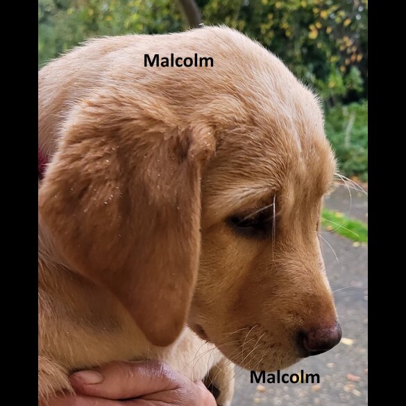Labrador Retriever - Both