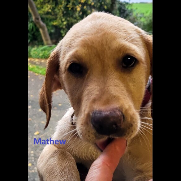 Labrador Retriever - Both
