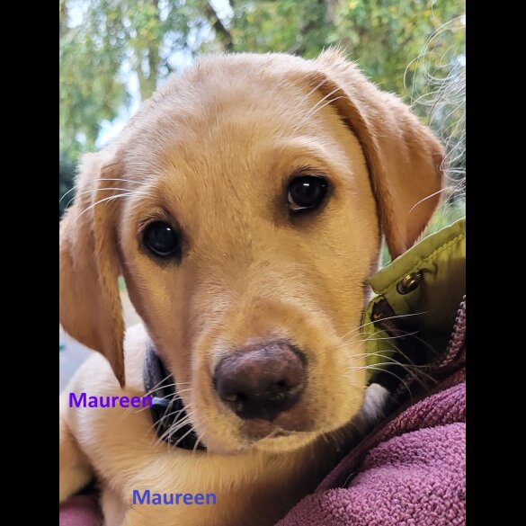 Labrador Retriever - Both