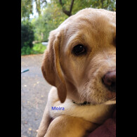 Labrador Retriever - Both