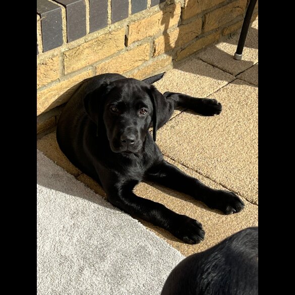 Labrador Retriever - Both