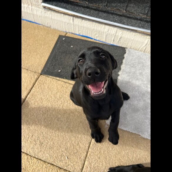Labrador Retriever - Both