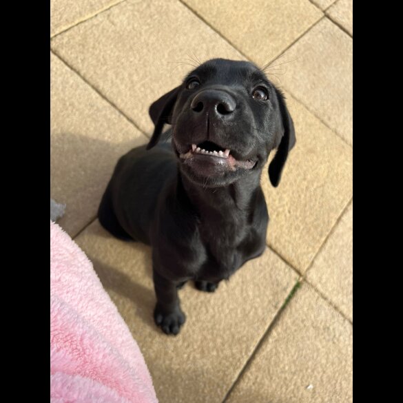 Labrador Retriever - Both