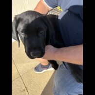 Labrador Retriever - Both