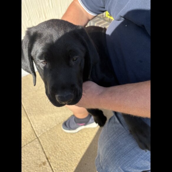 Labrador Retriever - Both