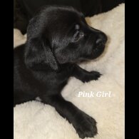 Labrador Retriever - Both