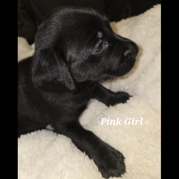 Labrador Retriever - Both