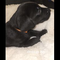Labrador Retriever - Both
