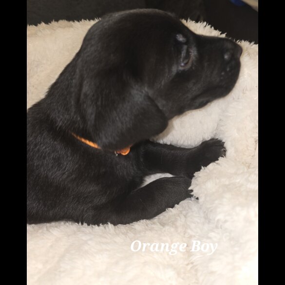 Labrador Retriever - Both