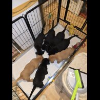 Labrador Retriever - Both