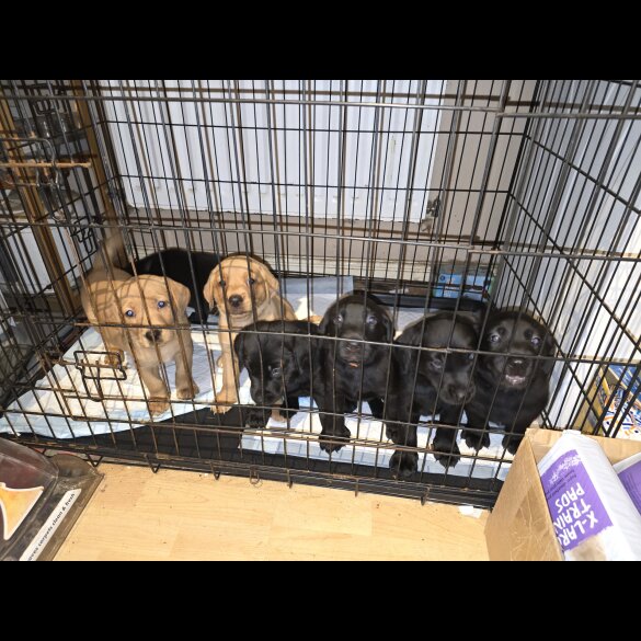 Labrador Retriever - Both