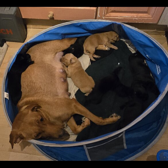Labrador Retriever - Both