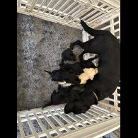 Labrador Retriever - Both