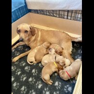 Labrador Retriever - Both
