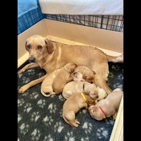 Labrador Retriever - Both