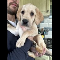 Labrador Retriever - Both