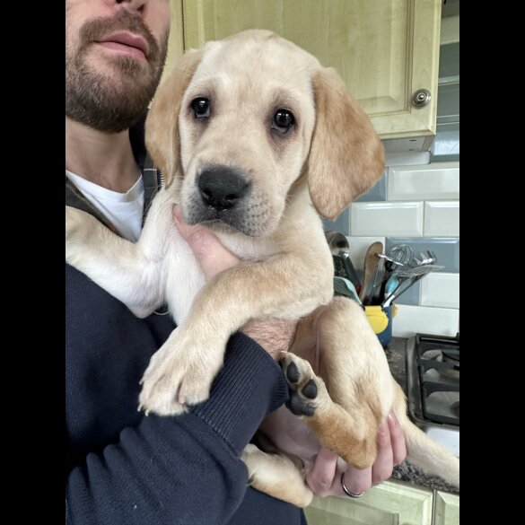 Labrador Retriever - Both