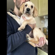 Labrador Retriever - Both