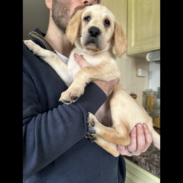 Labrador Retriever - Both