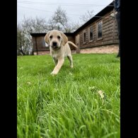 Labrador Retriever - Both