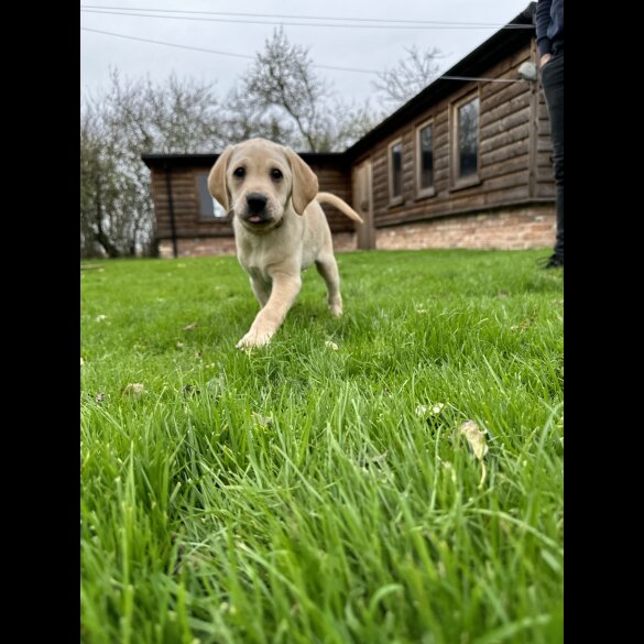 Labrador Retriever - Both