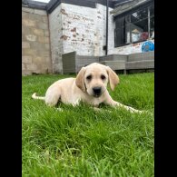 Labrador Retriever - Both