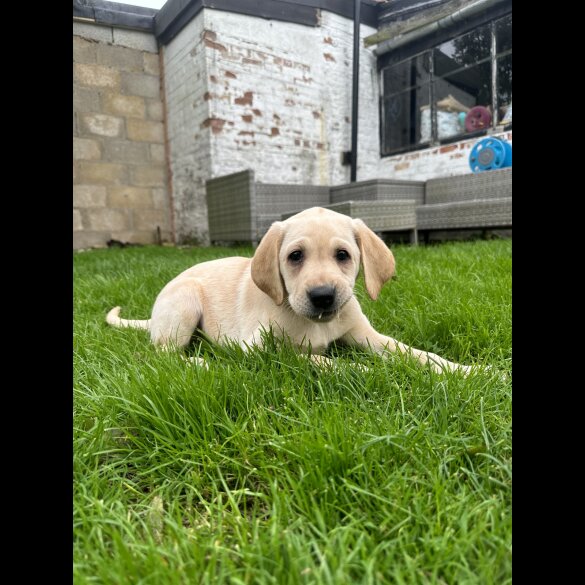 Labrador Retriever - Both