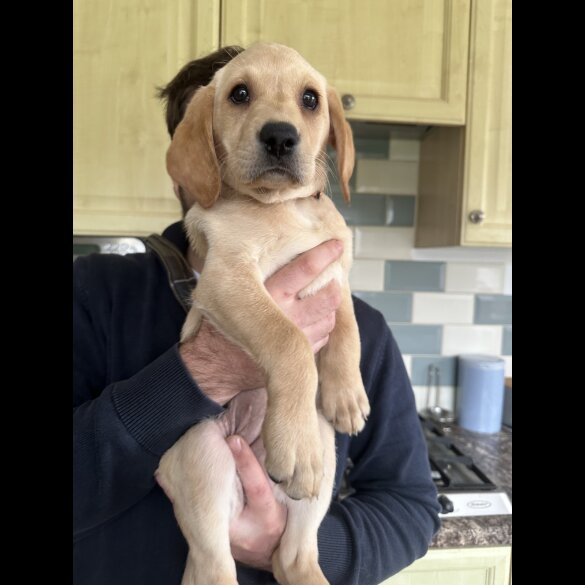Labrador Retriever - Both