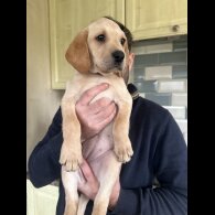 Labrador Retriever - Both