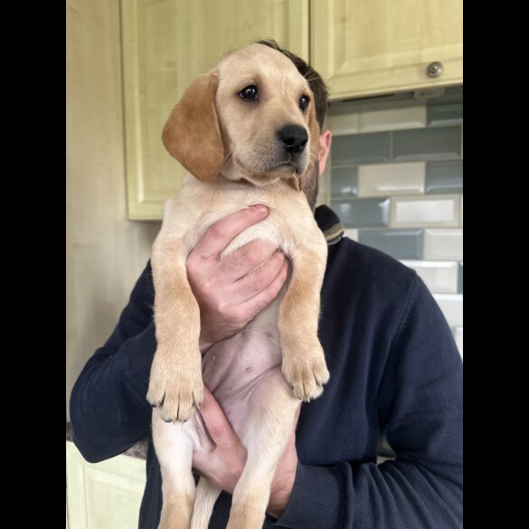 Labrador Retriever - Both