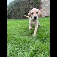 Labrador Retriever - Both