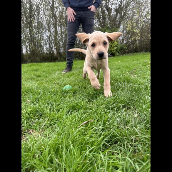 Labrador Retriever - Both
